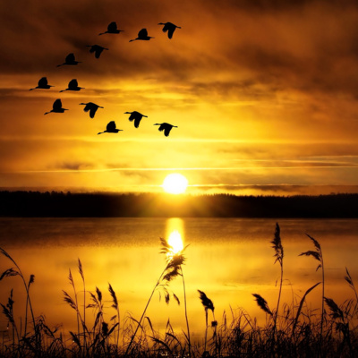 Oiseaux du soir (bruit blanc) - 3h pour s'endormir, se relaxer ou se concentrer Oiseaux du soir (bruit blanc) - 3h pour s'endormir, se relaxer ou se concentrer