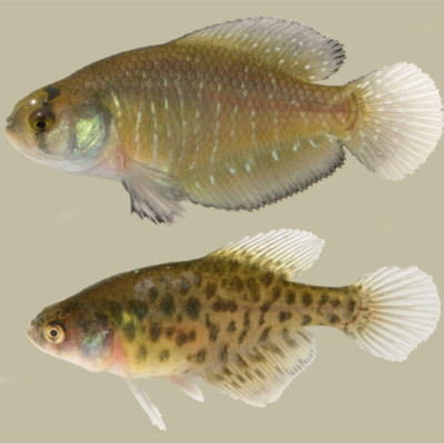 Killifish Conservation in Argentina w/ Dr. Felipe Alonso