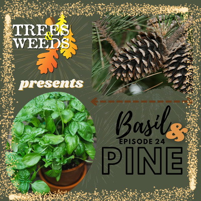 Ep. 24 - Basil & Pine Ep. 24 - Basil & Pine