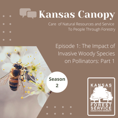 Kansas Canopy