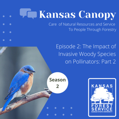 Kansas Canopy