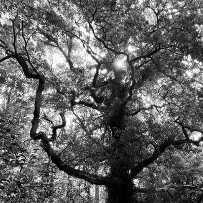 Episode 6 - I Heard an Owl at Bishop Wood