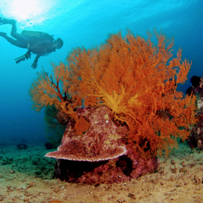 Restoring our oceans one Reef Ball at a time