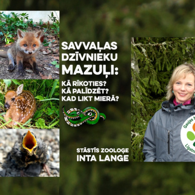 #120 Savvaļas dzīvnieku mazuļi: palīdzēt vai likt mierā? Zooloģe Inta Lange episode artwork