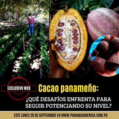 Cacao panameño: ¿Qué desafíos enfrenta para seguir potenciando su nivel?