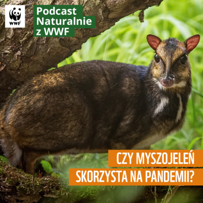 Czy Myszojeleń skorzysta na pandemii?