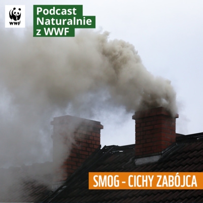 Smog – cichy zabójca