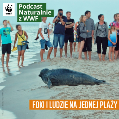 Foki i ludzie na jednej plaży