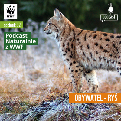 Obywatel – ryś