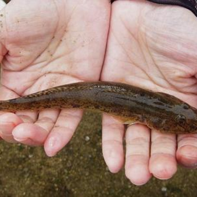 Tập 6 Ký ức tuổi thơ - Đạp cá bóng kèo