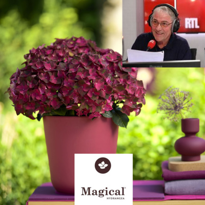 Chronique Jardin sur RTL - Magical Hydrangea