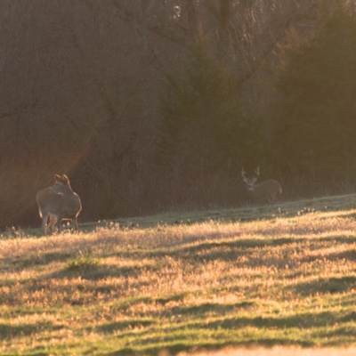 Prime Time: The Best Days to Kill a Big Deer