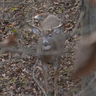 Deer Are Stupid: Are Hunters Giving Deer Too Much Credit?