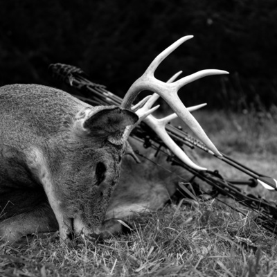 First Buck With A Bow: Expectations vs Reality- With Special Guest Joey Kapsch