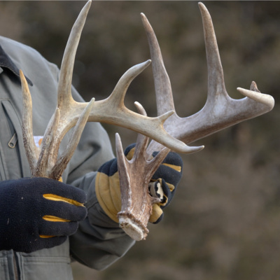 Tips And Trick To Find More Sheds + Brotherly Controversy