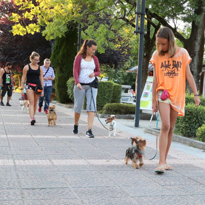 "Popoln pes ni pes vojak"