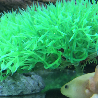 教室で飼っている〇〇のお話し♪