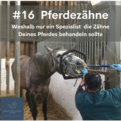 Kompetenz-Zirkel Pferd