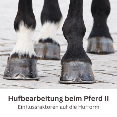 Kompetenz-Zirkel Pferd