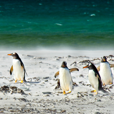 Sweater to Save Penguins - Oil Spill Sweater to Save Penguins - Oil Spill