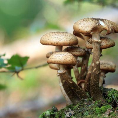 Plastic Eating Mushroom Plastic Eating Mushroom