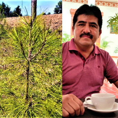 Cuántos han quemado bosque para entrar a "Sembrando vida" y su próxima actividad episode artwork