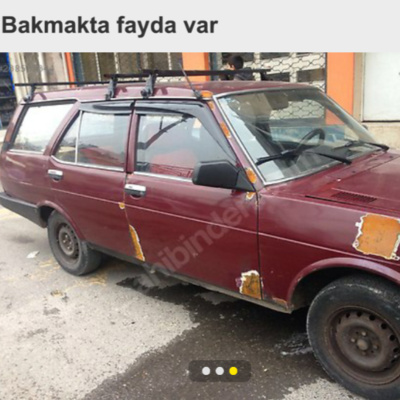 BAZA | CAHİL KÖPEKLER