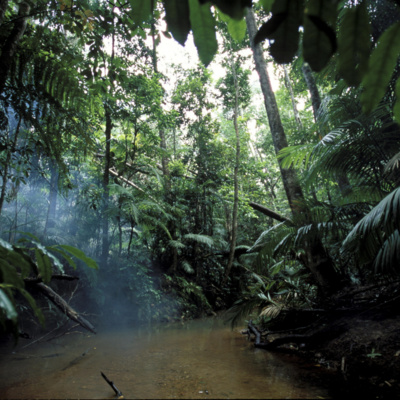 Nature Sounds: Rain Forest episode artwork
