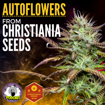 Christiana Seeds on Breeding Autoflowers! - EP170