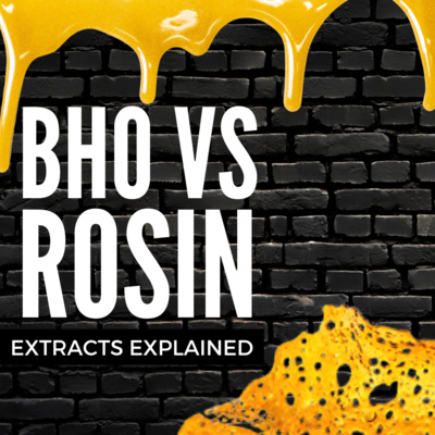 Differences Between ROSIN vs BHO Extraction! - EP171