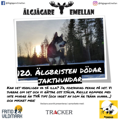120. Älgbristen dödar jakthundar episode artwork