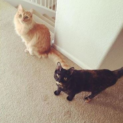 Episode 2: New Cat Introductions