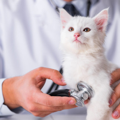 Episode 5: Better Vet Visits With Your Cat