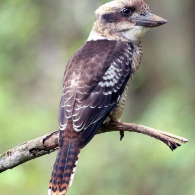 Laughing Kookaburra Laughing Kookaburra