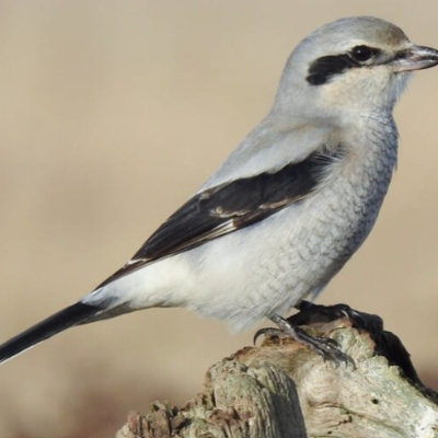 Northern Shrike Northern Shrike