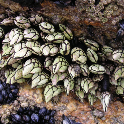 Há um novo capítulo sobre percebes