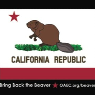 Bring Back the Beaver 