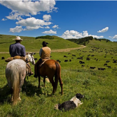 Agriculture Proud 013 - Kevin Boon on British Columbia Cattlemen