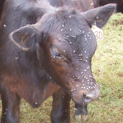 Agriculture Proud 014 - Bayer Entomologist on Livestock Pests