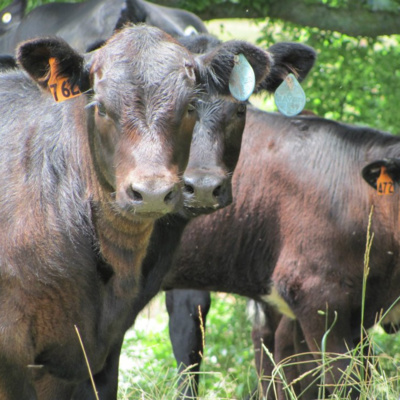 Agriculture Proud 017 - Dave Thomas on Cattle Fly Control