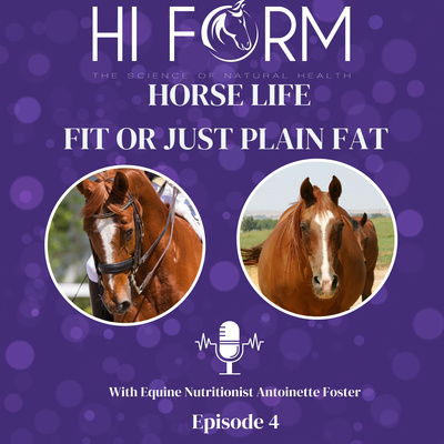 #4 Fit or just plain fat how do you know if your horses body condition is okay?