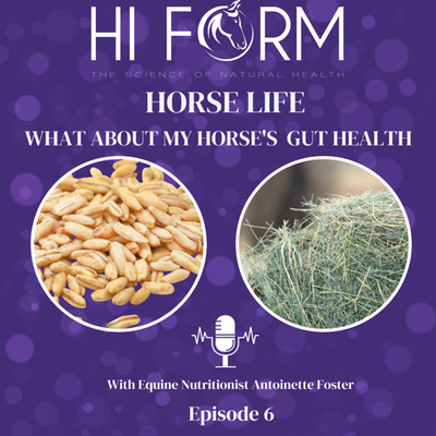 #5 What About My Horses Gut Health 