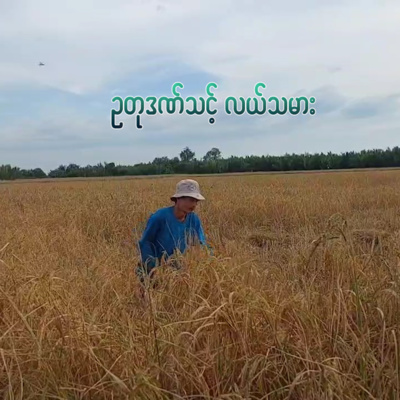 ဥတုဒဏ်သင့် လယ်သမား
