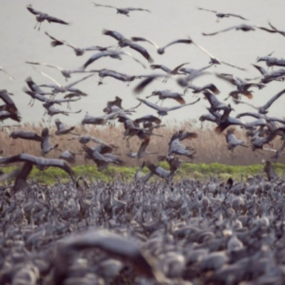 Israel's Great Bird Migration episode artwork