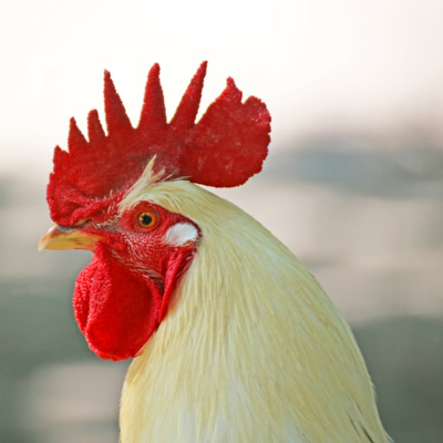 Spotify Video-K.L.P Aftermath™ Season 3-"HOV Lanes,Prime Day,Felony Charge From Rooster"