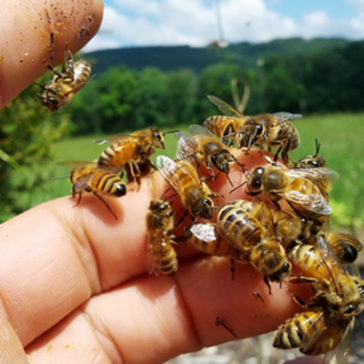 Bee in the hand...
