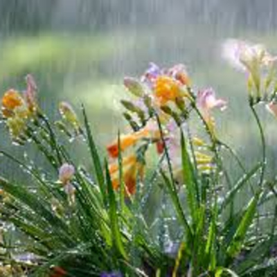 Gentle Spring Rain 10 Hours for Relaxation and Sleep - My Night Rhythms