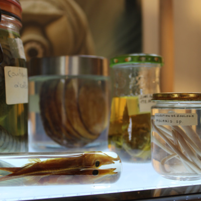 Le Nouveau Monde - Sur les pistes du vivant - Portraits de naturalistes du XXe siècle - Nicolas Puillandre - Cinquième escale : La révolution ADN et les grandes découvertes du XXIe siècle