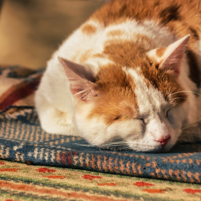 Cat Purring 2 Hours Relaxing Noises for Sleep, Focus, Studying - White Noise