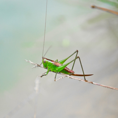 Jungle Crickets Singing in The Night Relaxing Sounds for Sleep, Focus, Study - White Noise